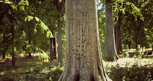 Majestic Tree Trunk in a Serene Green Forest During Daylight Hours