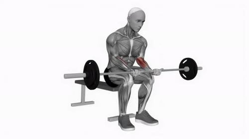 Barbell Wrist Curl On Knees fitness exercise workout animation video male muscle highlight 4K 60 fps