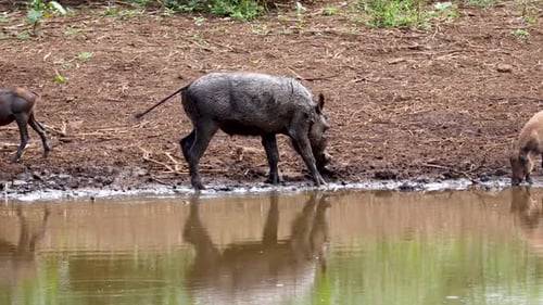 Warthogs walking around a waterhole.