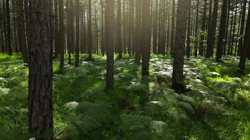 Moving in Spring Forest with Sunshine