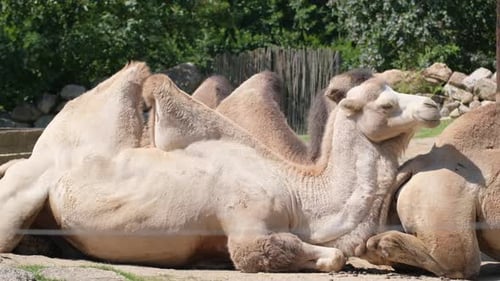 Ein Video zeigt Kamele, die friedlich in einem Zoogehege ruhen