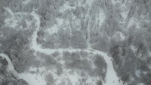 Winterwald und eine Gruppe von Wanderern. Menschen, die auf weißem schneebedecktem Boden laufen