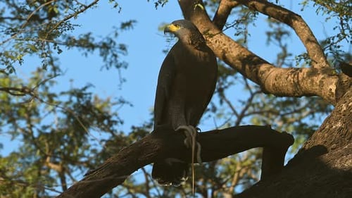 Black Eagle with typical yellow beak, gripping a snake in his claws