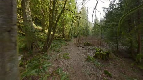Smooth Flight Between the Trees Close to Branches in a Fabulous Spring Forest