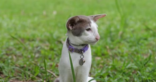Closeup Portrait of a Spotted White Oriental Short Hair Cat Sitting on the Green Lawn with a Hunting