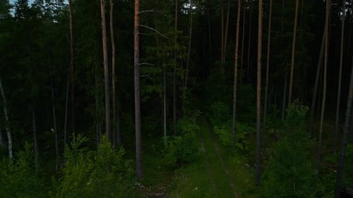 Vista de um caminho florestal denso visto de cima durante o anoitecer, mostrando as árvores verdes exuberantes e serenas