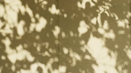 Transparent Soft Light and Shadows From Branches Plant Foliage and Leaves Morning Sunlight and Tree