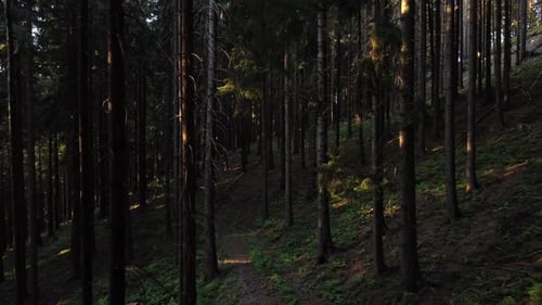 Vol aérien à basse altitude entre des troncs de pins foncés avec des rayons de soleil sur le sol de la forêt