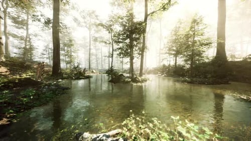 A Stream Running Through a Lush Green Forest