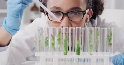 Woman, science and pipette for plant research, experiment and ecology investigation or study