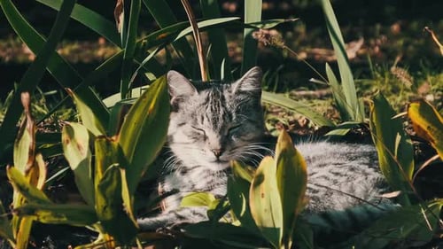 Homeless Cat Rests in Green Bushes in Nature in the Park