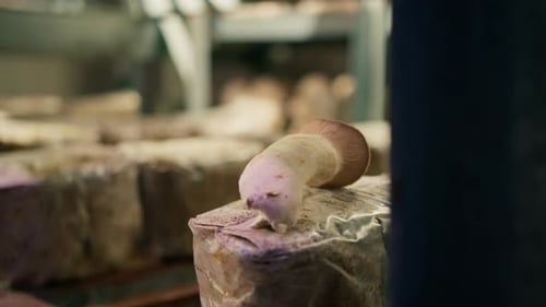 Anbau von Shiitake-Pilzen, Öko-Lebensmittel, Bio-Bauernhof, Vegetarisches Essen, essbare Pilze, Anbau von Plastiktüten