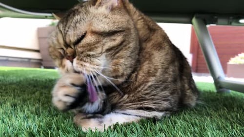 Close up shot of a shorthair exotic cat cleaning itself with its paw in a garden. Cute persian gray