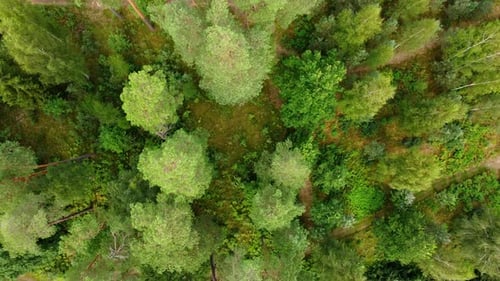 Dense pine forest, aerial top down descend view