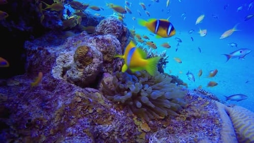 Underwater Tropical Clownfish Reef