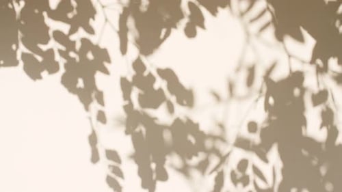 Transparent Soft Light and Shadows From Branches Plant Foliage and Leaves Morning Sunlight and Tree