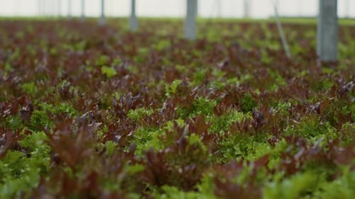 Lush Green Lettuce Growing in a Greenhouse