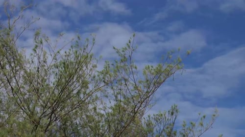 Pine leaves swaying in the strong wind by the beach with the blue sky