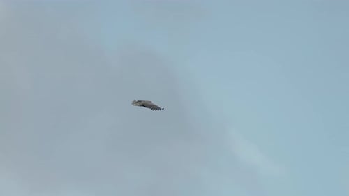 Ein Adler, der am bewölkten Himmel fliegt.