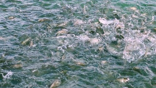 Fische ernähren sich vom Fressen im Teich, greifen nach Pellets mit der Hand, werfen viele Fische in den Fluss, große Fische