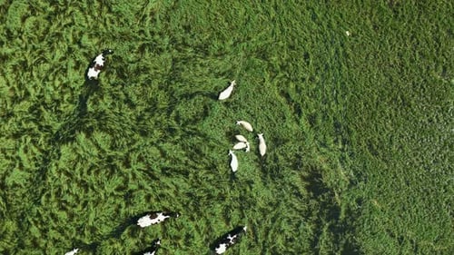 Drohnenaufnahme von Kühen und Schafen, die auf einem von grünem Schilf umgebenen See laufen. Schwimmende Tiere. Blu