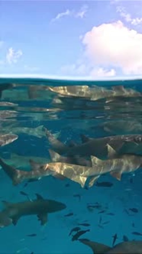 Group of Sharks Swimming in Clear Blue Ocean