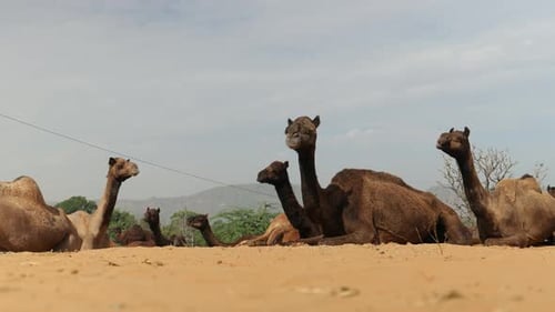 Kamele auf der Pushkar-Messe, auch Pushkar-Kamelmesse genannt oder vor Ort als Kartik Mela bezeichnet, ist ein