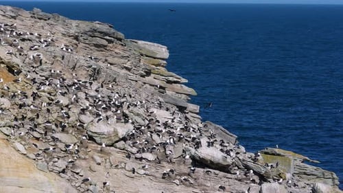 Rockhoppers and Shags em New Island Falkland Islands Câmera lenta.