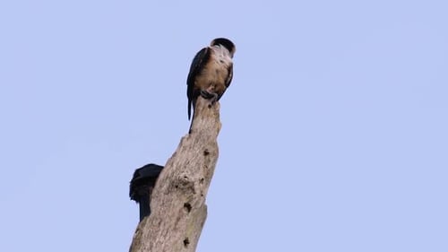 The Black-thighed Falconet is one of the smallest birds of prey found in the forests in some countri