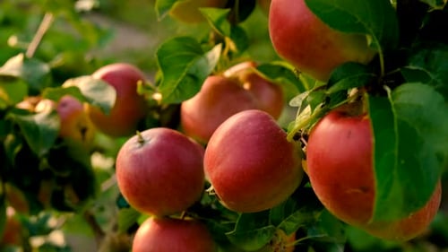 Apple Harvest on a Tree in an Orchard Selective Focus