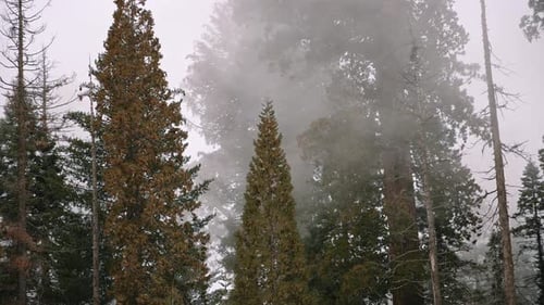 Misty Forest with Tall Sequoia Trees Sequoia National Park California