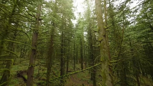 Smooth Flight Between the Trees Close to Branches in a Fabulous Spring Forest