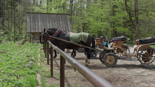 Traditionelle Pferdekutschen für Touristen im Wald des Tatra-Nationalparks
