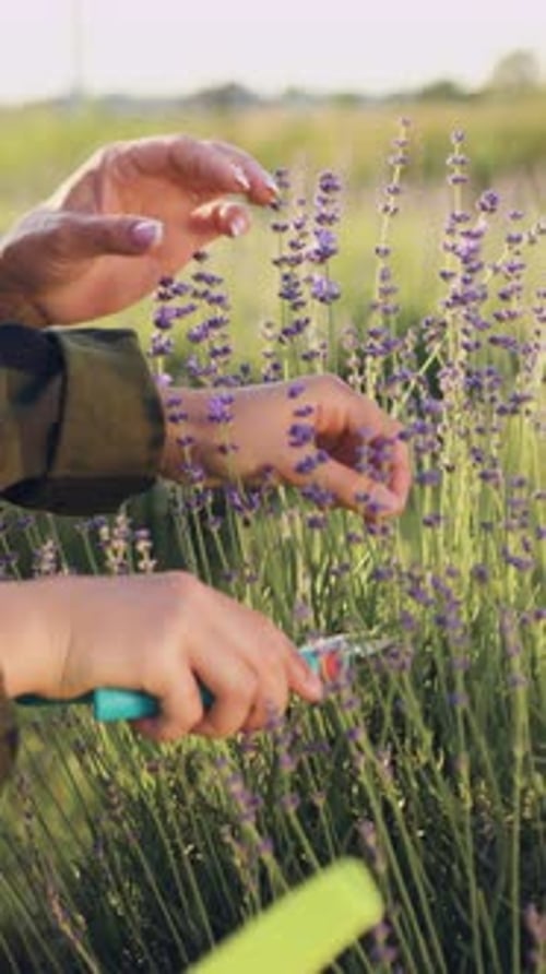 Vista aproximada de uma mulher cortando flores de lavanda no ensolarado jardim de verão Agricultora gentilmente