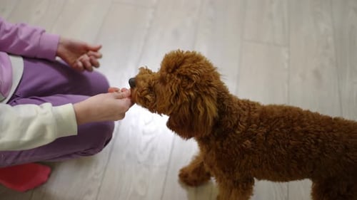 The Girl Feeds the Dog