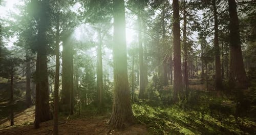 Sunlight Shines Through Trees in a Serene Forest Landscape