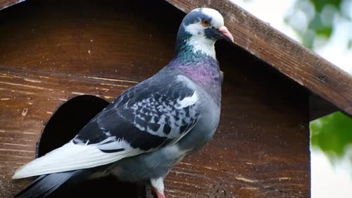 Dove in Wooden Birdhouse Perches Calmly