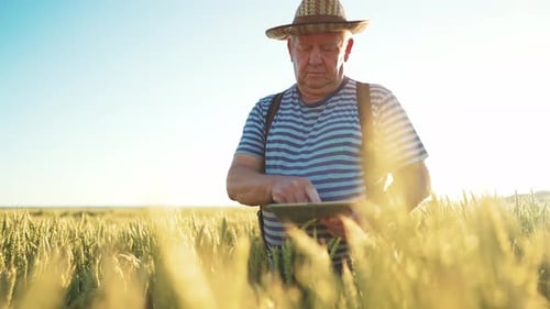 Farmer Working with Tablet in Green Wheat Field on Sun Rays at Sunset Rye Seedlings in Rural Land