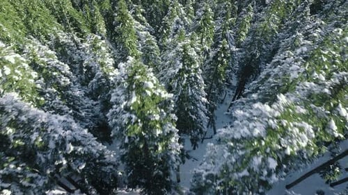 Aerial Mountains Environment on Sunny Cold Day Evergreen Spruce Forest Drone