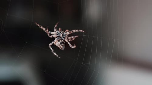 Vista aproximada de uma aranha sentada em sua teia, mostrando detalhes intrincados de seu corpo e finos fios de seda