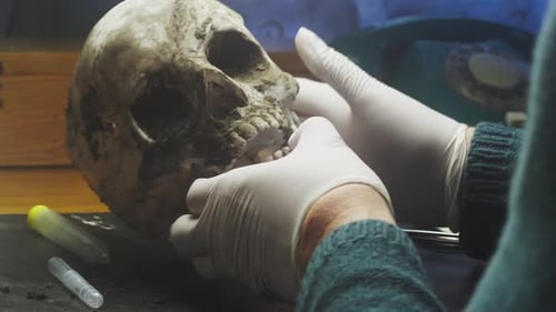 Anatomy forensic analyst wears gloves to examine dirty human skull