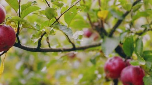 Red Apples on the Tree