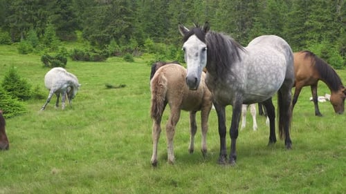 Horses Graze Peacefully in a Green Meadow