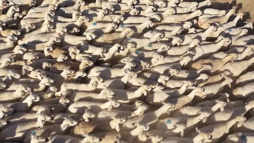 Aerial View of Large Sheep Herd Moving