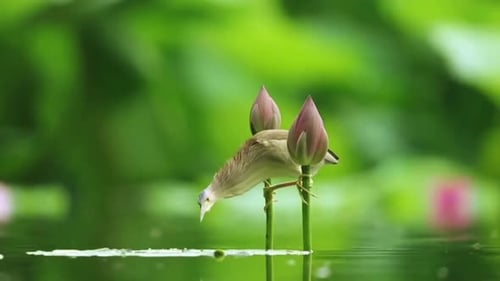 Alone Water Bird 4K