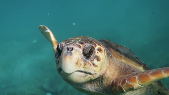 Big Loggerhead Sea Turtle Looking Into Camera Blue Caribbean Ocean ...