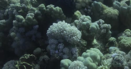 Goniopora, often called flowerpot coral, is a genus of colonial stony coral found in the Red Sea are