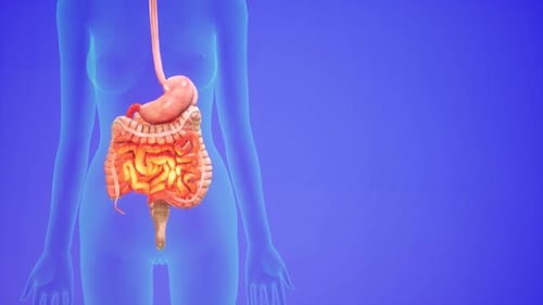 3D Human Digestive System Anatomy with Internal Activity