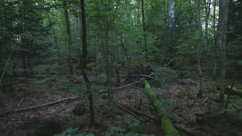 Camera moves sideways with view of mixed forest