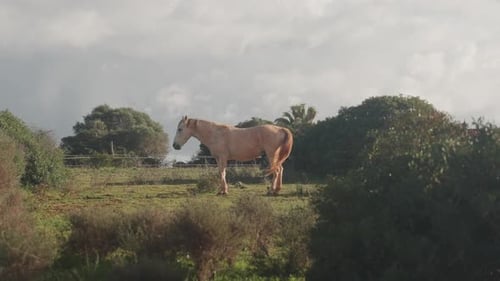 Horse Standing On The Countryside Field In Portugal - Wide Shot